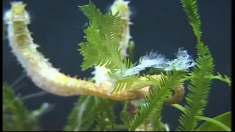 Preserving Seagrass Meadows: A Vital Habitat for Rare Seahorses
