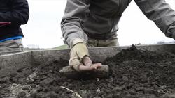 The History and Attributes of Spelt Instructional Video