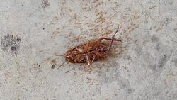 The dead of Cockroach and ants Stock Footage