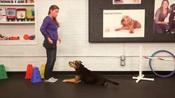 How to Teach Your Dog the Roll Over Trick Instructional Video
