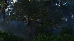 WIDE ANGLE OF TREE WITH GOLDEN APPLES OR FRUIT. LUSH FOREST WITH MIST. FERNS AND PLANTS. COULD BE GARDEN OF EDEN OR PARADISE. Stock Footage