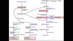 Biosynthesis of Phosphatidylinositols & Cardiolipin Instructional Video