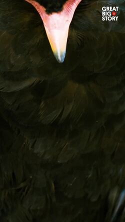 The Plight of the bateleur eagle, a struggle for survival Instructional Video