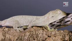 This Gecko Is Clinging for Survival Instructional Video