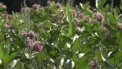 Yosemite Nature Notes 24: Monarchs and Milkweed Instructional Video