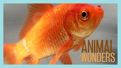 Fish Interview with Augusto Instructional Video