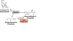How to Remember the Glycolysis Pathway Intermediates and Enzymes | Mnemonic Instructional Video