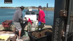 How China's tariffs on some Canadian goods could affect P.E.I.'s agriculture and seafood industries News Clip