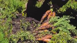 Farmers cropping and collecting  on Gavidia hills, Merida state, Venezuela. Stock Footage