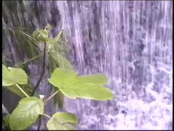 Forests: Tropical Forests Instructional Video