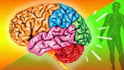 How the Nervous System ACTUALLY Works (EASY!) Instructional Video