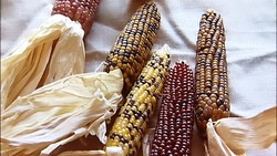 Heirloom Corn - Traditions of Storing and Planting Instructional Video