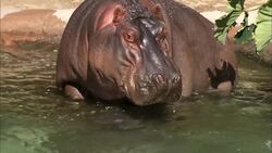 These Adorable River Hippos Are Born Under Water! Instructional Video
