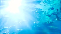Sunlight through underwater and tropical fish Stock Footage