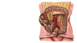 Arterien des Dickdarms Instructional Video