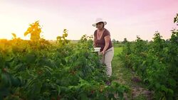 An elderly woman collects raspberries at sunset. Organic food. Stock Footage