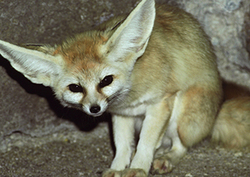 Life in Hot Deserts Instructional Video