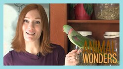 Ask Jessi 6! Instructional Video