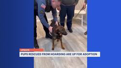 Dogs rescued from hoarding case in Galloway Township now up for adoption News Clip