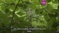 French conservationists warn that 4000-year-old menhir statues are at risk of erosion News Clip