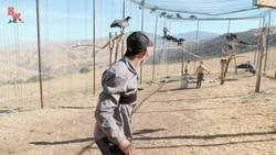 SAVED! Prehistoric Bird Escapes Extinction! Instructional Video