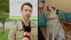 Animal behaviourist blows the whistle on aggressive dog trainers News Clip