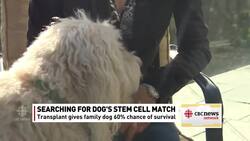 Calling all goldendoodles: Jasper needs stem cells News Clip
