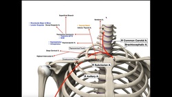 The Subclavian Artery | Branches & Divisions Instructional Video