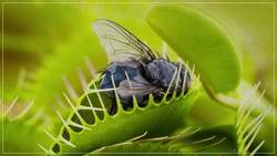 How Plants Became Carnivores Instructional Video