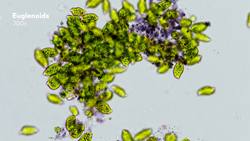 The Colors of the Microcosmos Instructional Video