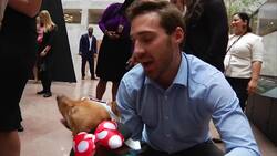 Capitol Hill pets dress up for Halloween Instructional Video