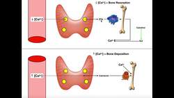 Regulation of Blood Calcium via PTH and Calcitonin Instructional Video