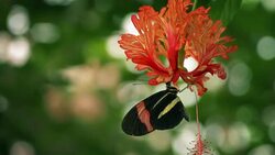 Butterfly Drinking Nectar From Exotic Flower Stock Footage
