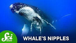 Where Are A Whale's Nipples? Instructional Video
