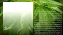 Marijuana age limit News Clip