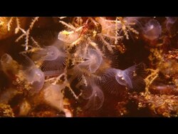 Phylum Phoronida: The Horseshoe Worms (And a Summary of Lophophorata) Instructional Video