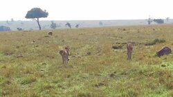 cheetahs and hyena in savanna at africa Stock Footage