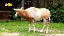 Thriving Again! This Antelope Species Was on the Brink of Extinction But Is Turning The Page Instructional Video