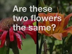 Understanding Biodiversity Instructional Video