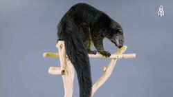 Yuni the Binturong, a unique rainforest dweller Instructional Video