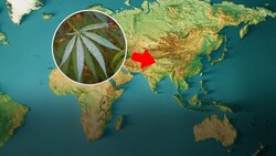 The Hazy Evolutionary History of Cannabis Instructional Video