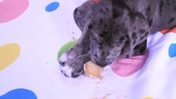 Puppy Facts for Kids! Instructional Video