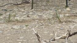 Surging water levels threaten piping plover habitat News Clip