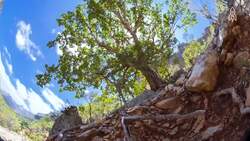 Socotra Island, A Unique Alien Landscape Instructional Video
