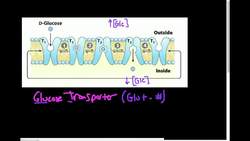 Glucose Transporter (GLUT) How Does it Work Instructional Video
