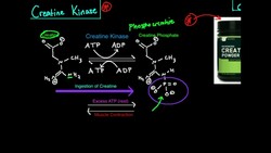 Creatine Kinase/Phosphagen System Instructional Video