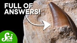 Why Teeth Make The Best Fossils Instructional Video