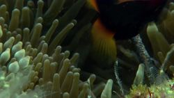 Animal Alphabet: C is for Clownfish Instructional Video
