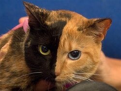 Chimera Cats and Your Mom Instructional Video