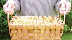 Harvest of Chanterelle Mushrooms in the Wicker Basket Stock Footage